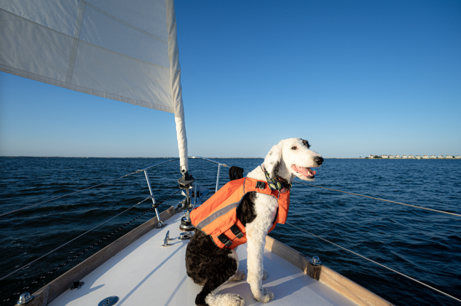 sailing dog boat manteo roanoke island