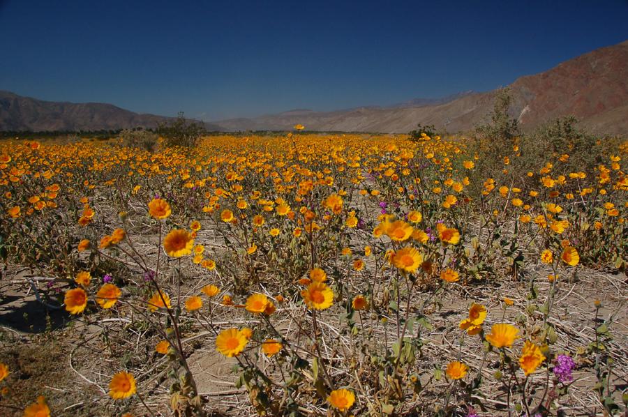 Field of wild flowers in Anza Borrego State Park