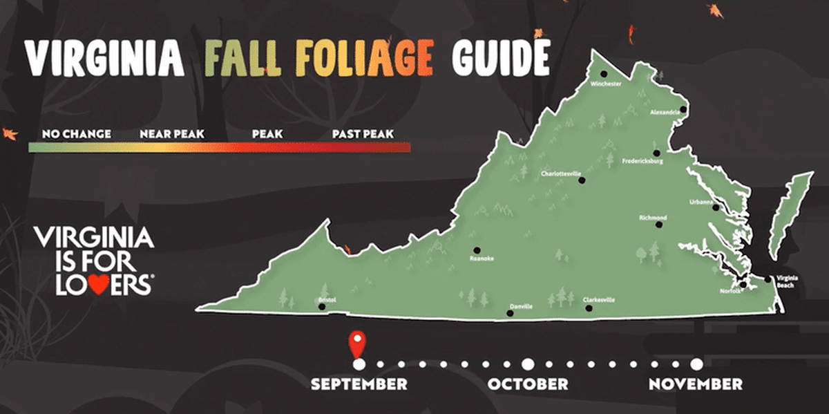 Fall Foliage GIF