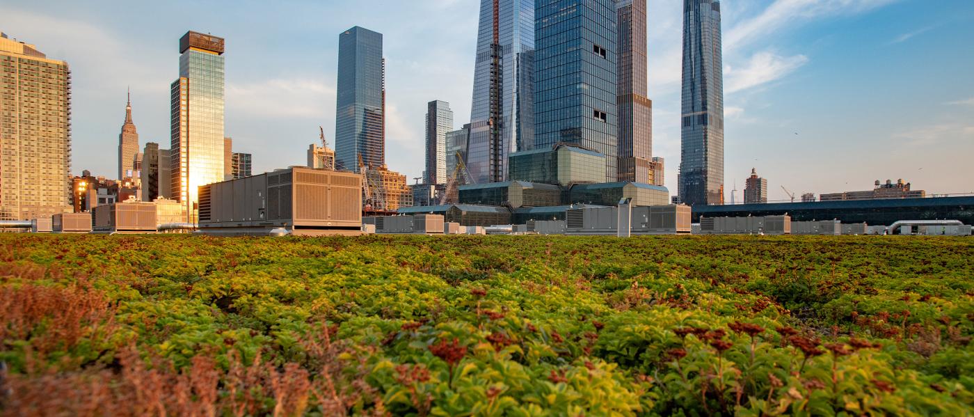 Javits Center Green Roof. Photo: Julienne Shaer