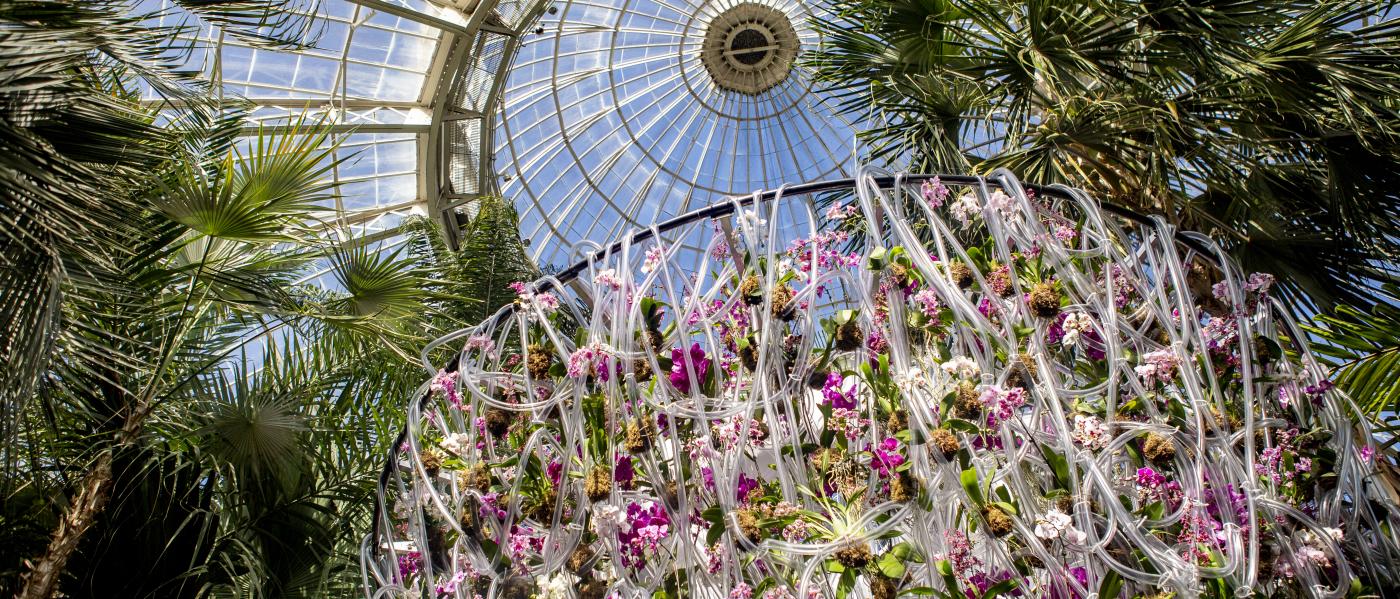 2020 Orchid Show- Credit Brittany Petronella