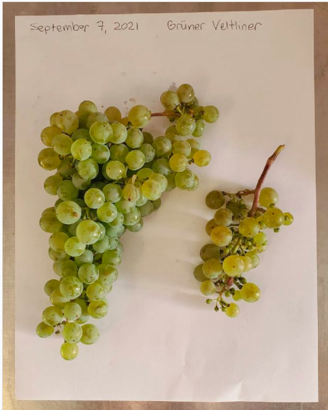 Gruner Veltliner grape clusters on white background.