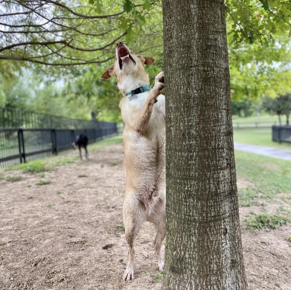 Johnny Steele Dog Park