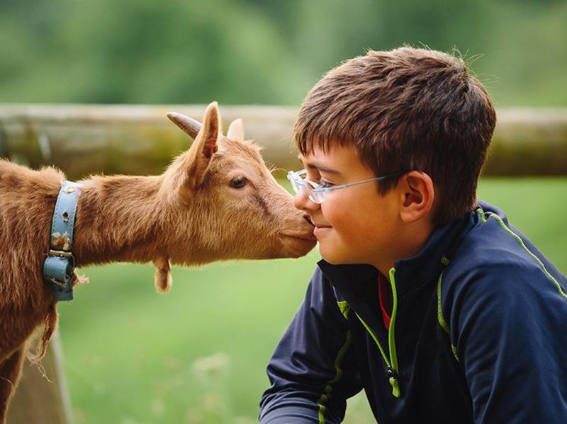 Goat kid and human kid