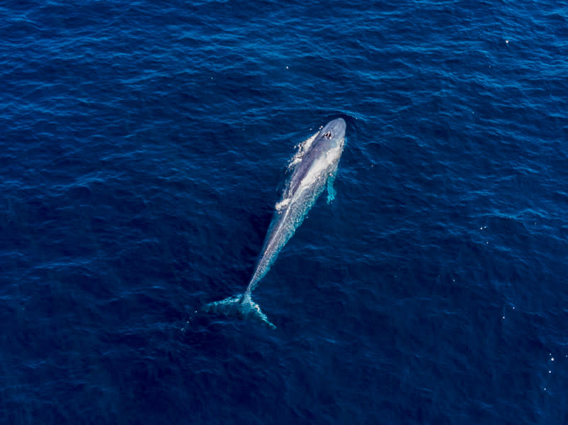 Whale Watch Western Australia | Fremantle