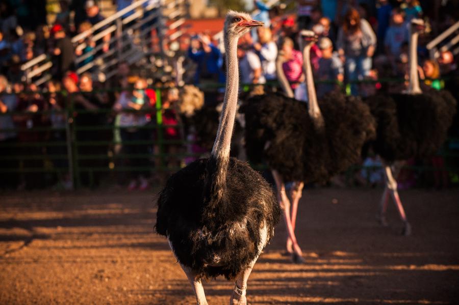 Ostrich Festival - Ostrich