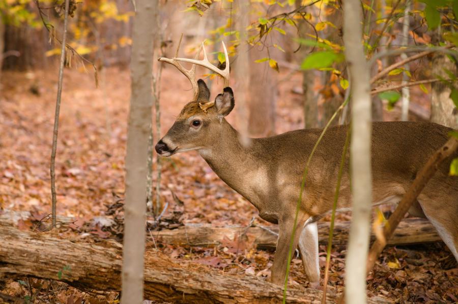 A deer surrounded by fall foliage.