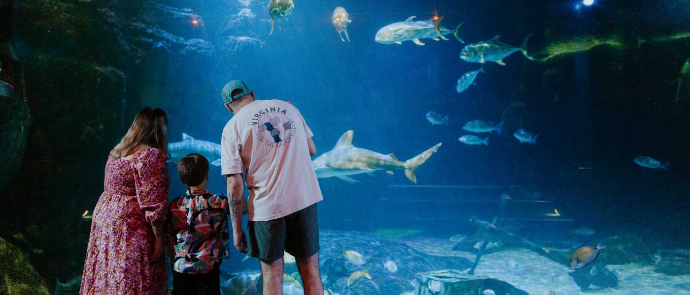 Discover the Virginia Aquarium & Marine Science Center