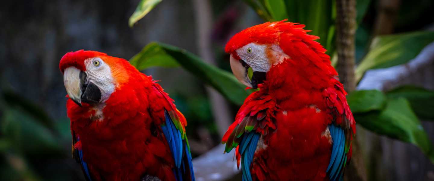 Topeka Zoo - Parrots | Topeka,KS
