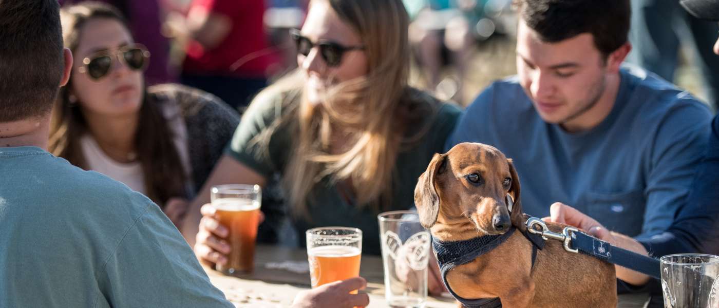 Friends drinking beer at a picnic table, with a small dog on the table