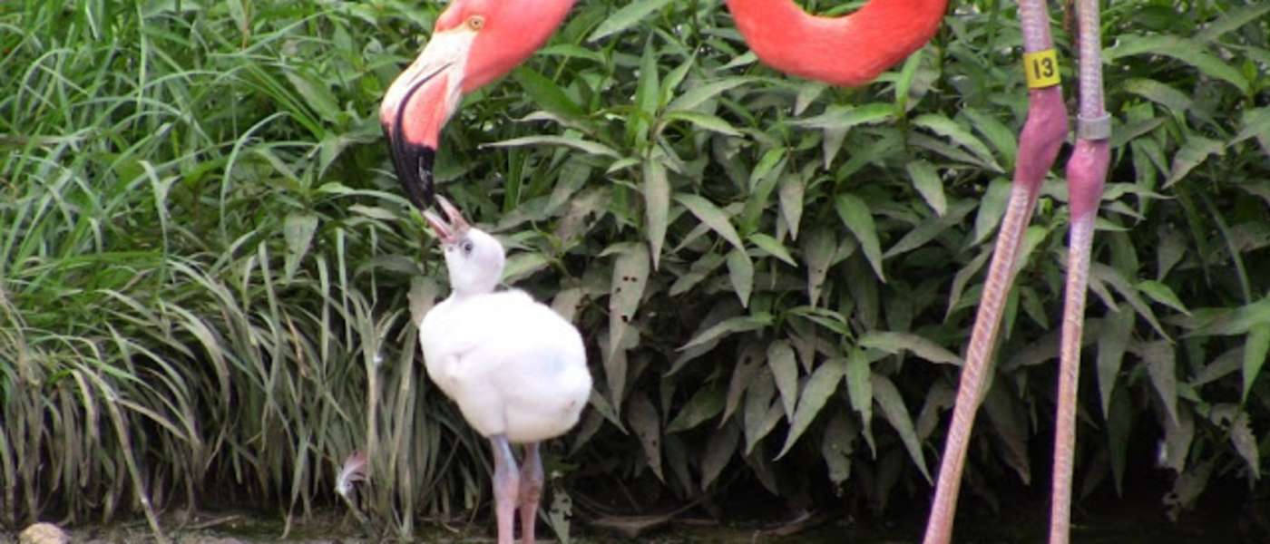FlamingoChick-DOB61113