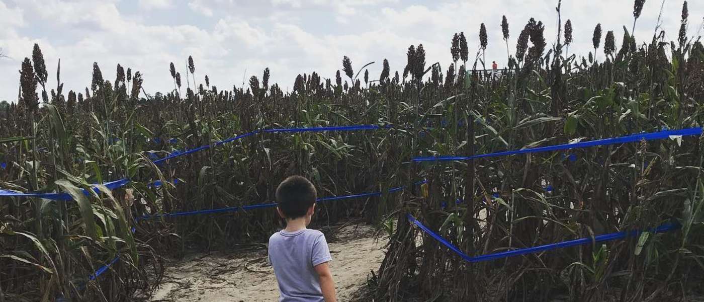 Fall Mazes Farms