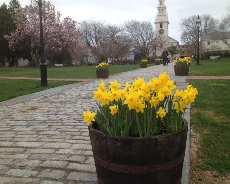 Daffodil Days in Newport