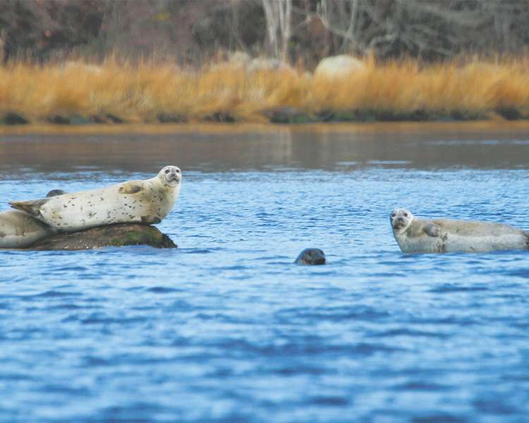 Harbor seals spotted on Save The Bay Seal Watch Cruise (tour in Newport, photo can also represent Westerly cruises).