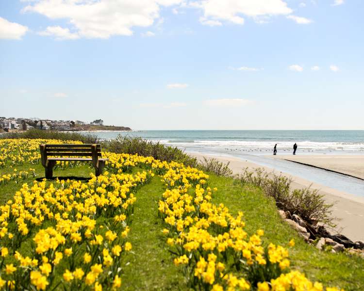 Daffodil Days Easton's Beach