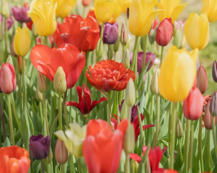 Wicked Tulip Farms Exeter