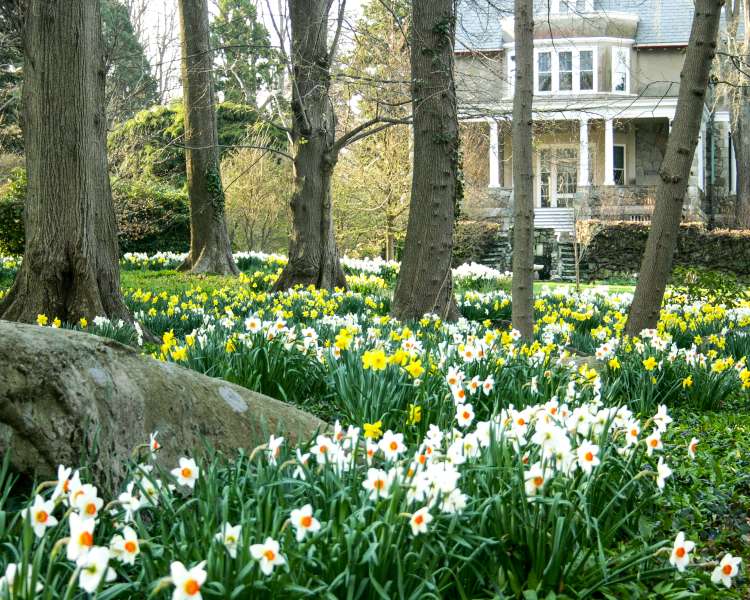 flowers and trees with Blithewold in back