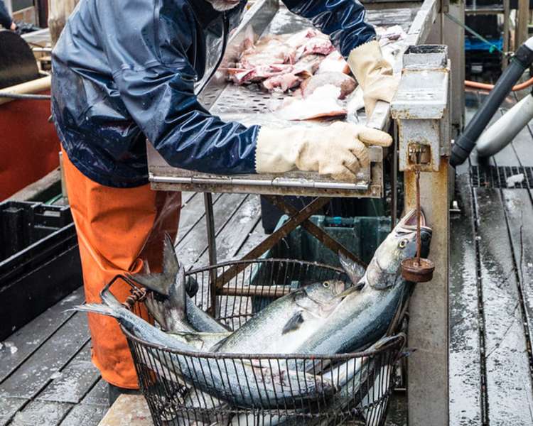 Fisherman Processes Fish