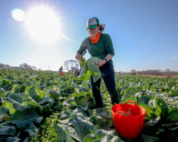Hope's Harvest bridges gap between farmers and food pantries