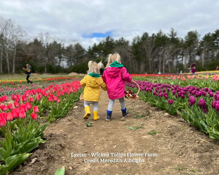 Wicked Tulips Flower Farm Exeter