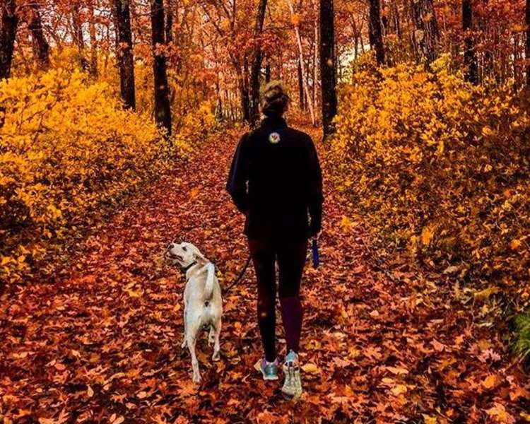 Person walking a dog in the woods during fall in Rhode Island