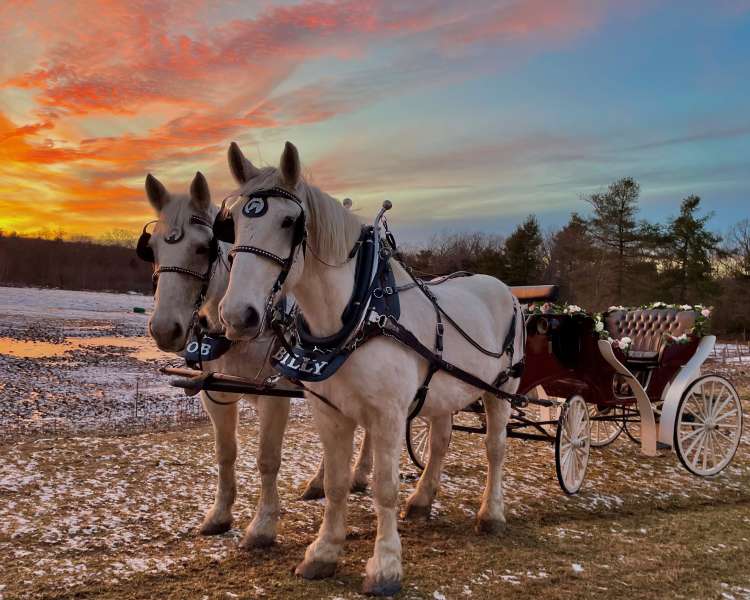Two white horses, hitched to a decorated carriage at sunset.