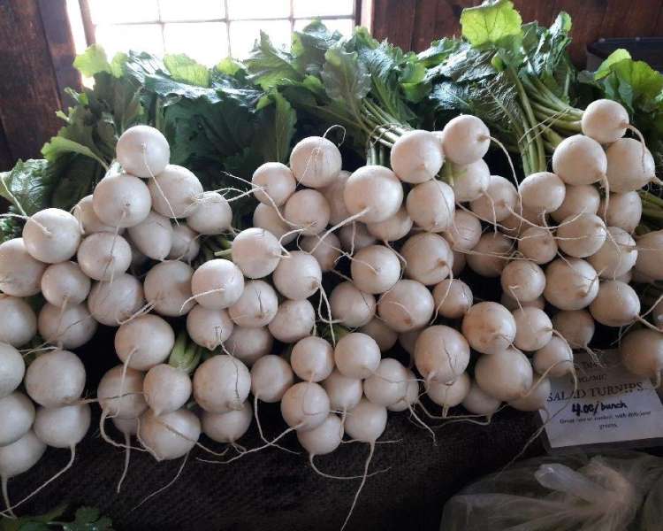 Turnips at Mount Hope Winter Farmers Market.