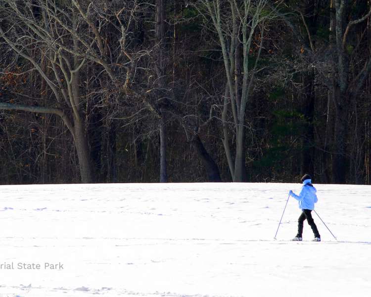 Solo cross-country skier in the woods