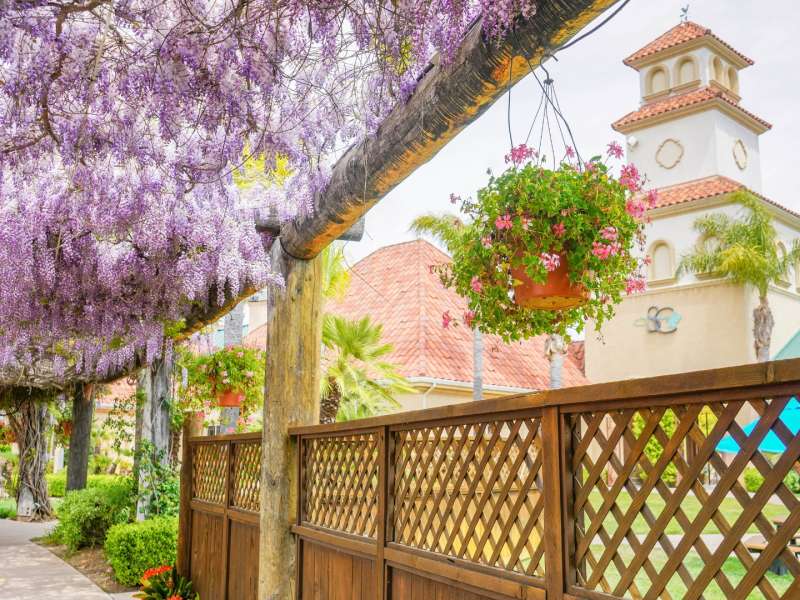 Wisteria blooms in Temecula Valley