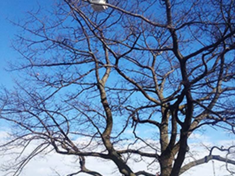 Business Directory Dave’s Tree Service