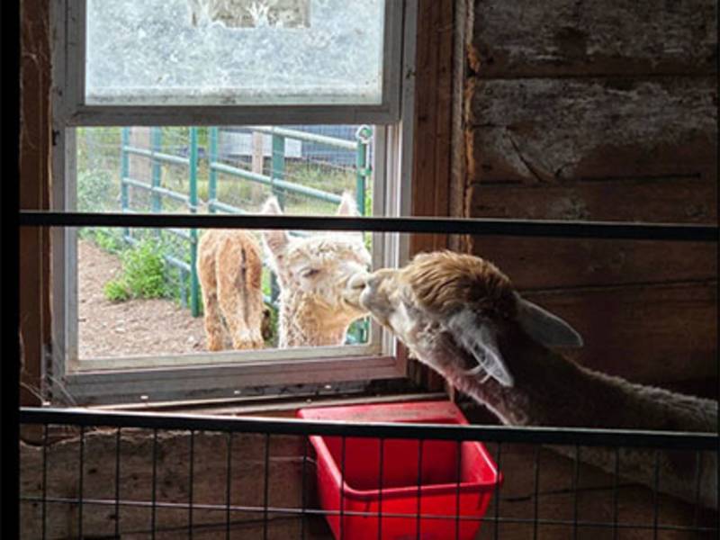 Door County Alpacas, LLC
