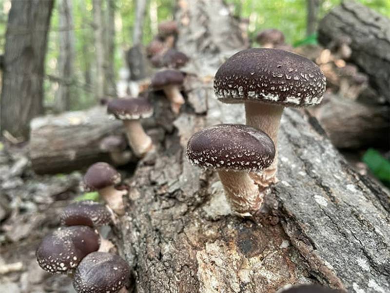 Scenic Tours Door County Mushroom Company