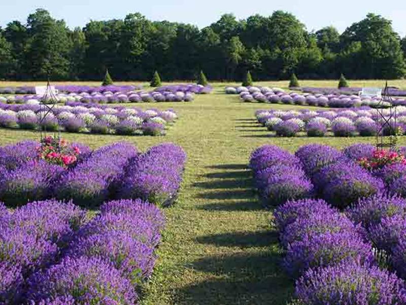 Boutiques, Retail, & Specialty Goods Fragrant Isle Lavender Farm, Shop & Le Cafe