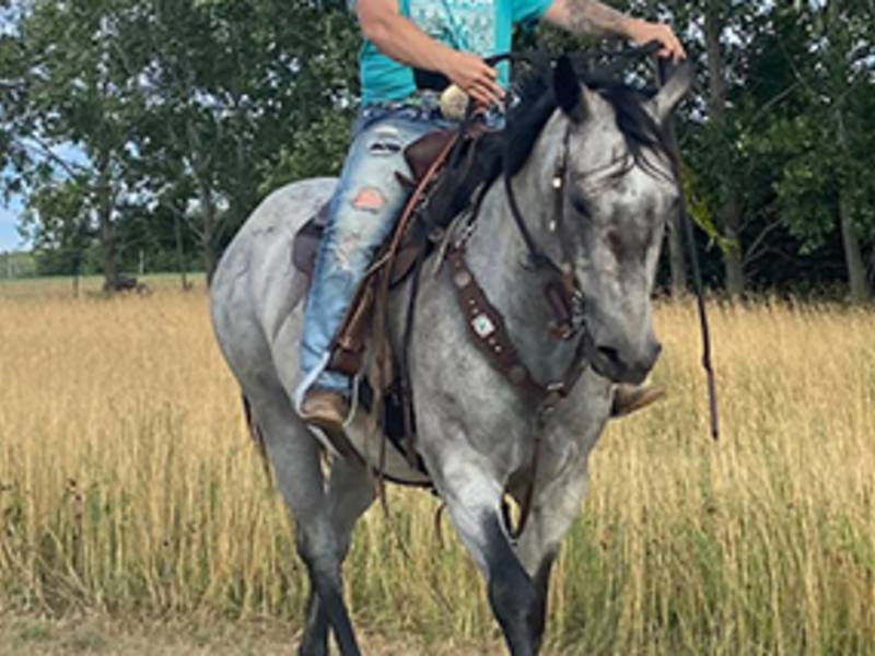 Business Directory Geitner Homestead Equine Campground