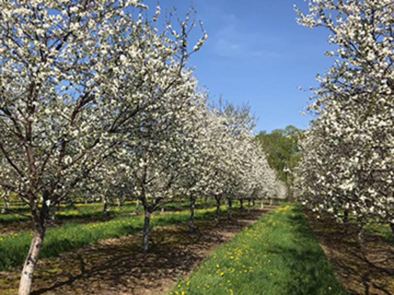Soren’s Valhalla Orchards LLC