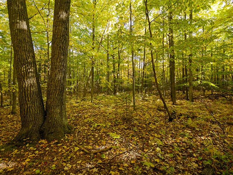 Nature Preserves & Conservation White Cliff Nature Preserve