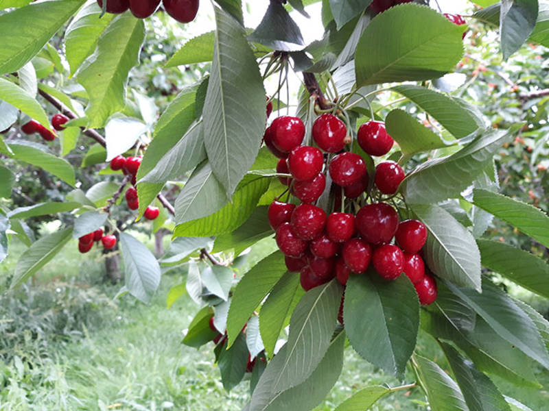 Cherries Door County Fruit Connection