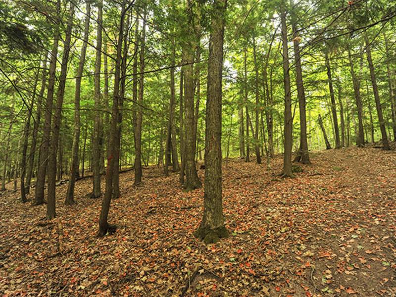 Lautenbach Woods Nature Preserve