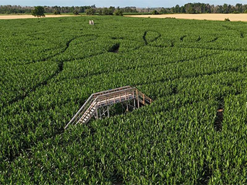 Red Barn Corn Maze