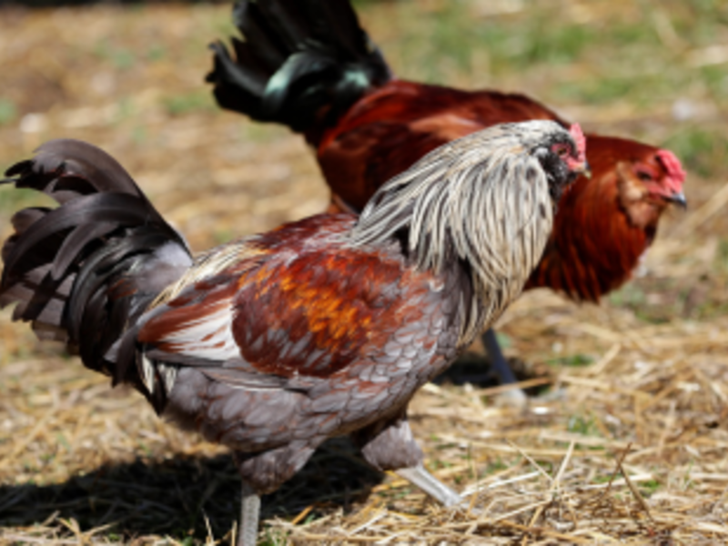Business Directory Waseda Farms