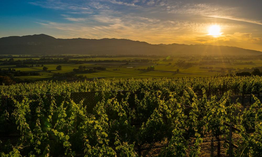 Napa Valley Vineyards