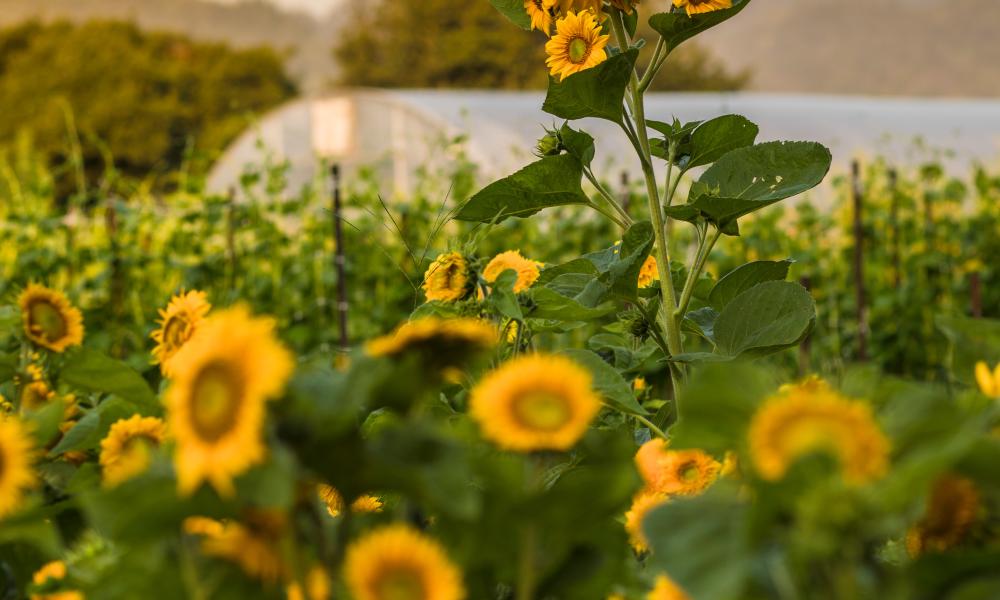 The French Laundry Garden - Emma K. Morris