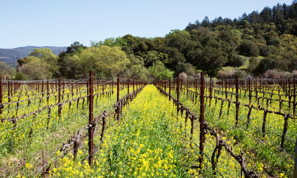 Top 5 Reasons To Visit Napa Valley This Winter The Visit Napa Valley Blog