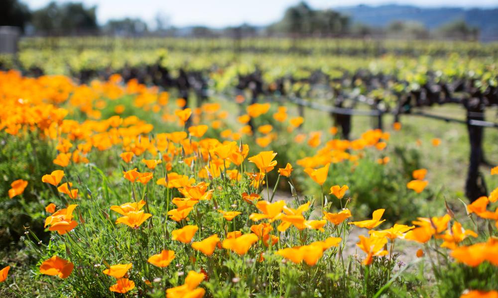 The Visit Napa Valley Blog Napa Valley Vacation