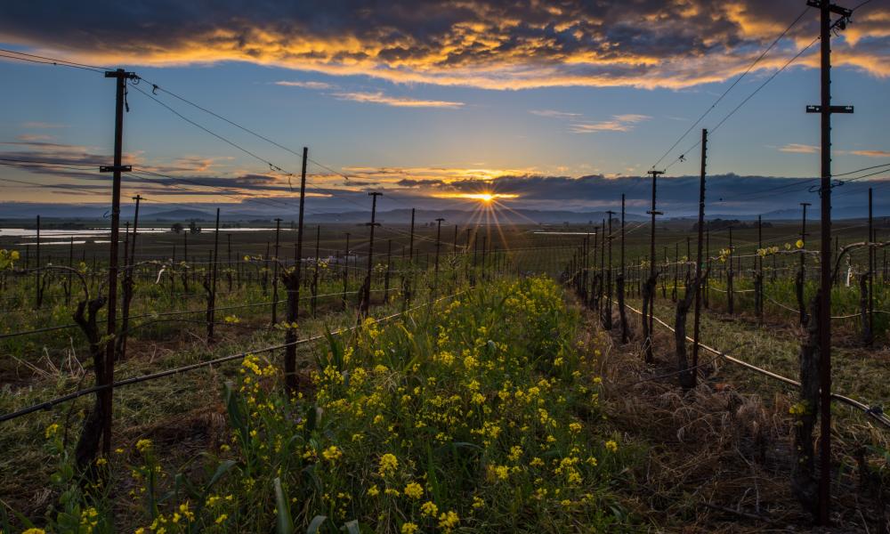 Best Time To Visit Napa Valley Experience Cabernet Season The Visit Napa Valley Blog