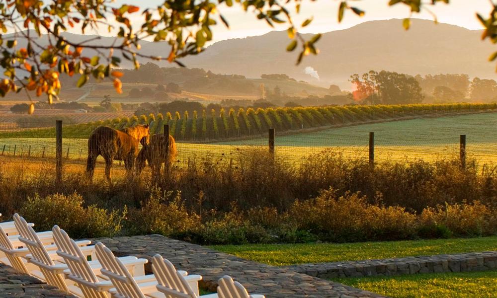 The Carneros Resort and Spa Napa Valley horses