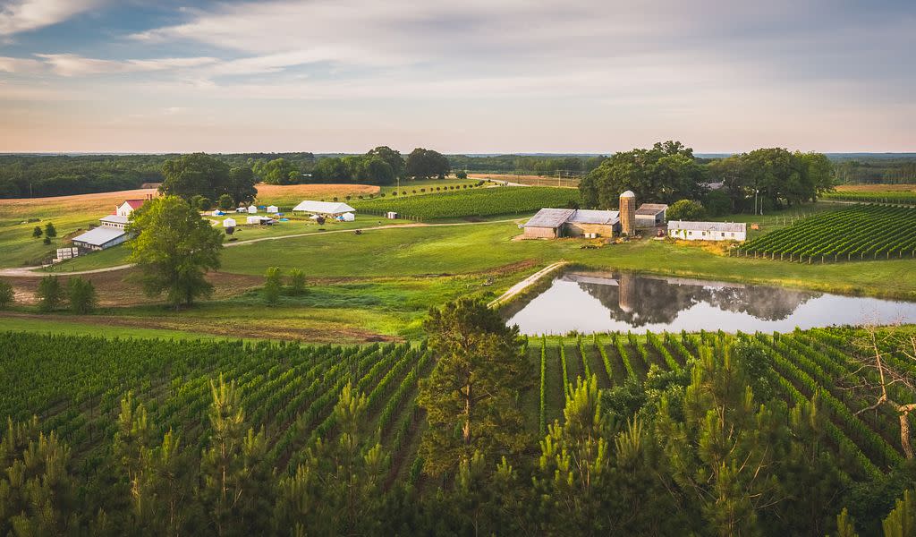 wine tours virginia