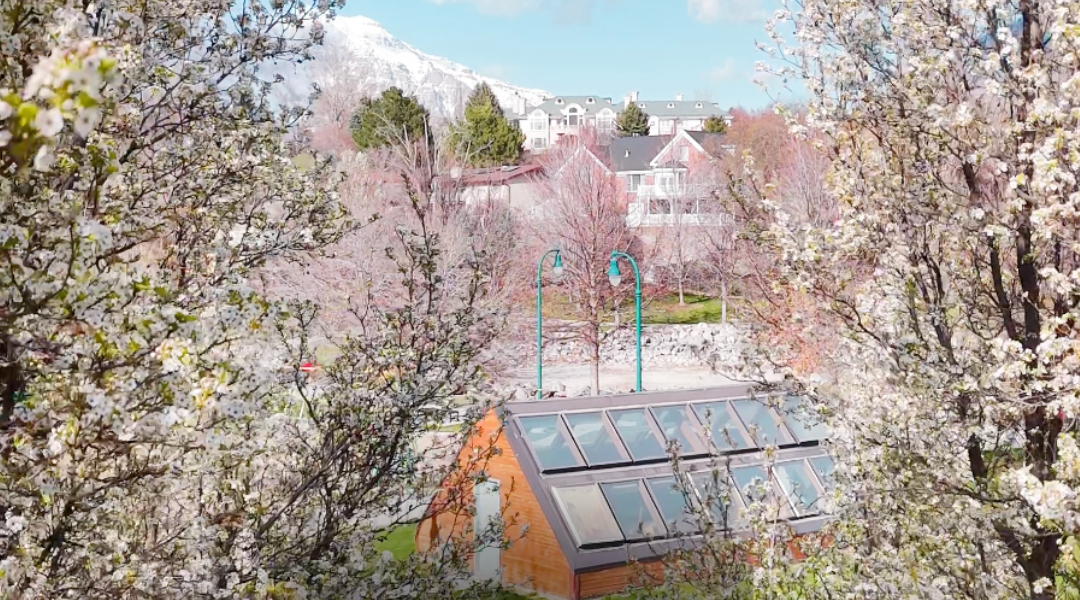 Nielsen Grove with Cherry Blossoms