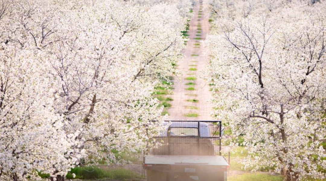 Cherry Hill Farm with blossoms
