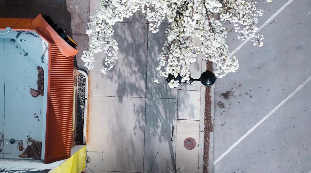 Downtown Provo Blossoms